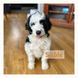 Sable - Black white and tan male Springerdoodle puppy in Cassville, Wisconsin from Storyside Kennels