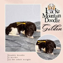 Golden - Chocolate female Double Doodle puppy in Eagle Mountain, Utah from Lake Mountain Doodle
