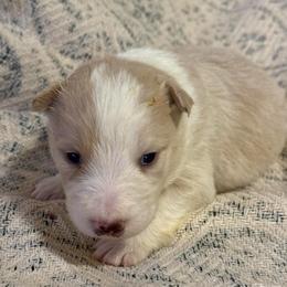 Athena - White and gold female Border Collie puppy in Mckinney, Texas from Border Collies of Ruidoso