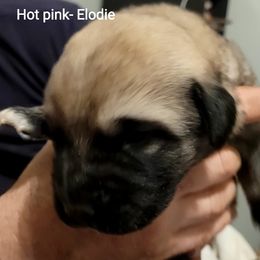 Elodie - Wolfgray female Spanish Mastiff puppy in Prosperity, Pennsylvania from Prosperity Guardians