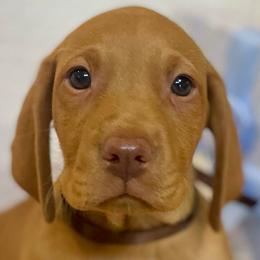 Aladdin - Golden rust male Vizsla puppy in Bloomington, Indiana from Envizion