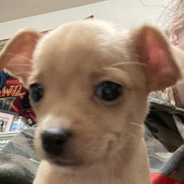 Chihuahua Puppies from Grandbaby Chihuahuas