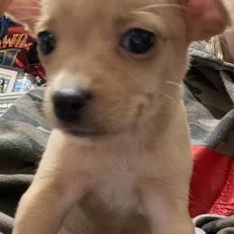 Chihuahua Puppies from Grandbaby Chihuahuas
