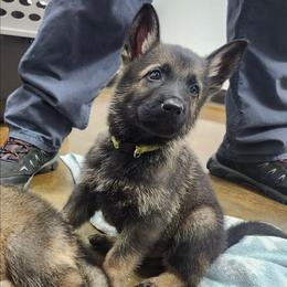 Wasabi (Green male) - Sable male German Shepherd puppy in Winchester, Kentucky from Del Lago Canine