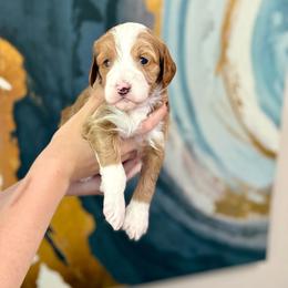 Archer - Red  male Goldendoodle puppy in Orangevale, California from Ugly Dad Doodles