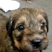 Briards and Havanese from Mon Amie Briards and Havanese