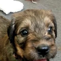 Briards and Havanese from Mon Amie Briards and Havanese