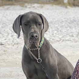 Luna - Great Dane