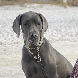 Luna - Great Dane