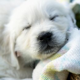 Golden Retriever Puppies from Brooklin Canine