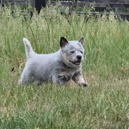 Wynn - Blue speckled female Australian Cattle Dog puppy in Rhoadesville, Virginia from Rosewood Farms Australian Cattle Dogs