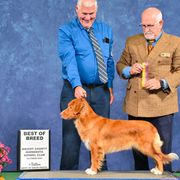 Arley - Nova Scotia Duck Tolling Retriever