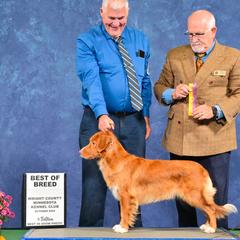Arley - Nova Scotia Duck Tolling Retriever