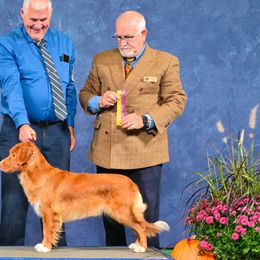 Arley - Nova Scotia Duck Tolling Retriever