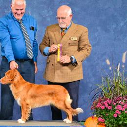 Arley - Nova Scotia Duck Tolling Retriever