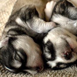 Siberian Husky Puppies from Fly Siberian