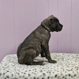 Cane Corso Puppies from RRR Corsos