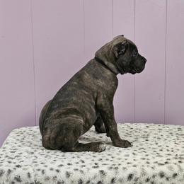 Cane Corso Puppies from RRR Corsos