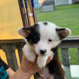 Boy 3 - Black and tan male Pembroke Welsh Corgi puppy in Nevada, Iowa from Rogers AKC Corgis of Iowa.