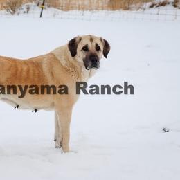 Jo - Anatolian Shepherd Dog