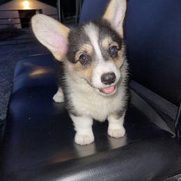 Molly - Black and tan female Pembroke Welsh Corgi puppy in Fall Branch, Tennessee from Robyn Jones' Pembroke Welsh Corgis & American Corgis