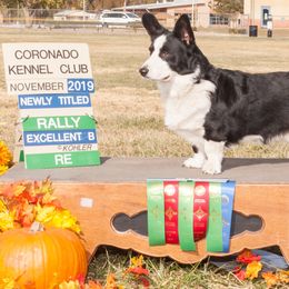 Cardigan Welsh Corgi All Grown Up from Wingsong