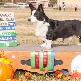 Cardigan Welsh Corgi All Grown Up from Wingsong