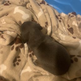 Dachshund Puppies from Thedachhouse