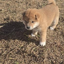 Shiba Inu Puppies from Diwasou
