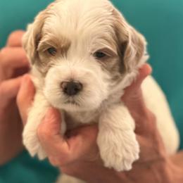 Boy 2 - male Australian Labradoodle puppy in Bend, Oregon from High Desert Labradoodles