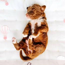 Aria - Red  female Goldendoodle puppy in Mahomet, Illinois from Jordan Family Doodles