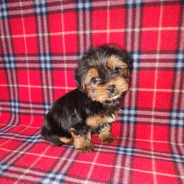 Yorkshire Terrier puppies from Puppy Kisses