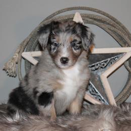Australian Shepherd Puppies from Frantzick Farm Aussies