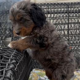 Dahlia - Tri-color female Bernedoodle puppy in Las Vegas, Nevada from Perfect Bernedoodles