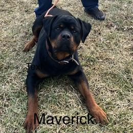 Maverick - Rottweiler puppy in Connecticut from FordernBache Rottweilers