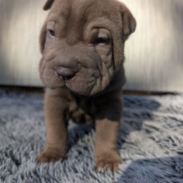 Boy 1 - Cream dilute male Chinese Shar-Pei puppy in Autryville, North Carolina from T&D'S Razen Wrinkles Shar-pei