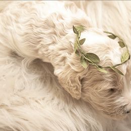 Goldendoodle Puppies from Best Doodles