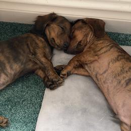 Dachshund Puppies from Bella’s Puppies