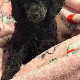 Sabbath - Brindle female Poodle puppy in Arkoma, Oklahoma from Virelle Poodles