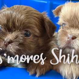 Shih Tzus from Smore's Shih Tzus
