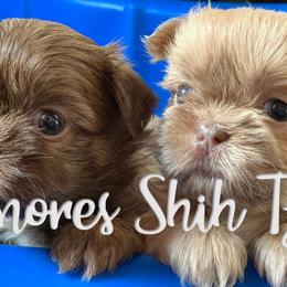 Shih Tzus from Smore's Shih Tzus