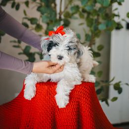 Seashell (Lavender) - Blue merle and white female Sheepadoodle puppy in Oak Hills, California from High Desert Doodles