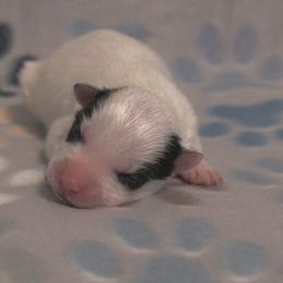 Dot - White female Pomsky puppy in Clarkston, Utah from Red Rock Ranch Breeders