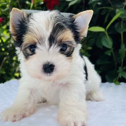 Elizabeth - Black tan and white female Biewer Terrier puppy in Bunnell, Florida from Royal Biewer and Royal Aussies