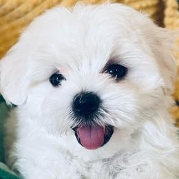 Casper - White male Maltese puppy in Apache Junction, Arizona from Cindy and Tim's Maltese