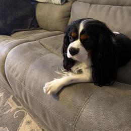 Cavalier King Charles Spaniel All Grown Up from Raised by Cathy