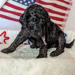 Poodle Puppies from Future Pioneers Farming