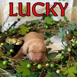 Lucky - Yellow male Labrador Retriever puppy in Water Valley, Mississippi from Three Lakes Labs & WHDs