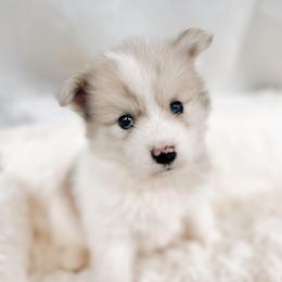 Rowan - Merle male Pomsky puppy in Cleveland, Ohio from Lake Point Pomskies