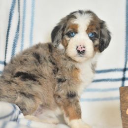 Daisy - Blue merle female Aussiedoodle puppy in Delta, Colorado from PTK Ranch